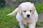 Gobby - Weibchen Golden Retriever Welpe zu verkaufen