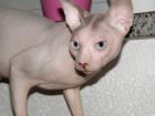 Canadian Sphynx Kater