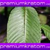 Premium Kratom Fussbad vom Experten kaufen