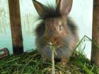 Löwen Kaninchen mit blauen Augen