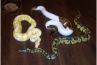 Königpython Albino