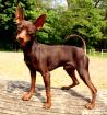 Deckrüde Zwergrehpinscher - Prager Rattler, Schoko Braun, SELTENE FARBE!!!