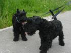 Kerry Blue Terrier