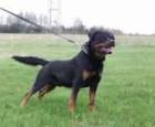 Rottweiler Rüde 3 1/2 Jahre