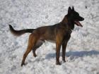 Malinois Welpen mit FCI Papieren