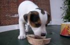 Jack Russell Terrier Welpen,mit Papieren