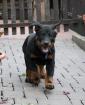 BEAUCERON Welpen FCI