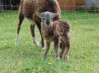 2 Soay-Bocklämmer und 1 weibl. Lamm abzugeben, auch einzeln