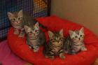 3 BKH Tabby Katerchen suchen noch ein neues Zuhause