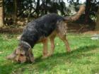 Wunderschöne Otterhund/Otterhound Welpen Ende Juli abzugeben(Urlaubspläne können