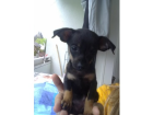 Süße Mini Zwergpinscher Welpen