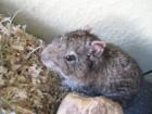 DEGU Männchen (4 Jahre alt)