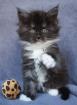 Maine Coon Babys abzugeben