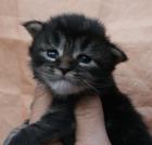 MAINE COON BABYS