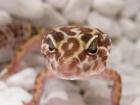 Kronengeckos, Leopardgeckos, Phelsumen abzugeben Top Tiere