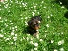 Yorkshire Terrier Welpen