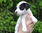 Jack Russell Terrier Welpen in Herborn