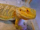 Farbbartagame citrus redflame/neon orange