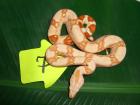 Albino Boas