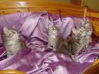 5 typvolle Maine Coon Kitten 8 Wochen alt