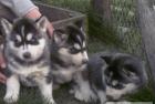 Husky siberian welpen für 300 euro