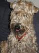 Soft Coated Wheaten Terrier