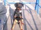 Dobermann sucht hündin zum decken