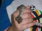 Boa Constrictor Imperator Babys zu verkaufen