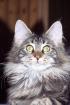 Maine Coon 