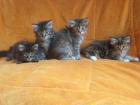 4 wunderschöne Maine Coon Kitten suchen ab Anfang Juli zuhause