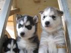 Siberian Husky Welpen