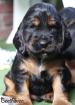 English Cocker Spaniel Welpen ab 4.Juli 