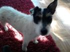 Jack Russell Rüde (Jungfrau) sucht nette Hundedame