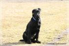 Labrador-Doggen-Mix sucht DRINGEND neues Zuhause