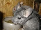 Chinchilla Samson und Luna suchen ein neues Zuhause