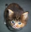 Maine Coon Welpen von Privat