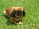 Hunde Rassehunde Pekinese