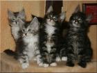 Süße Maine Coon Babys