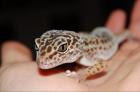 Zwei Leopardgeckos abzugeben