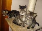 4 Süsse Maine Coon Mix Babys abzugeben