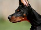 Erstklassige Dobermann Welpen