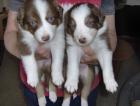 Australian Shepherd / Border Collie Mix