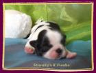 Exclusiver Shih Tzu Nachwuchs