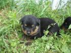 Rottweilerbaby s suchen Neues Zuhause !!!