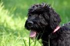 Schwarze Terrier Welpen suchen liebevolles Zuhause