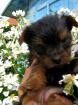 Zuckersüsse Yorkshire Terrier  BELLA und ATRO,.. 6 Wochen