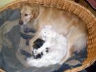 Hundefreundliche Baby-Kater