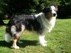 Bildschöner Australian Shepherd Blue Merle Deckrüde  CASD/VDH