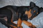 Deutsche Pinscher Welpen geb. 21.3.10