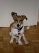 Jack-Russel-Mischling 7 Monate alt abzugeben